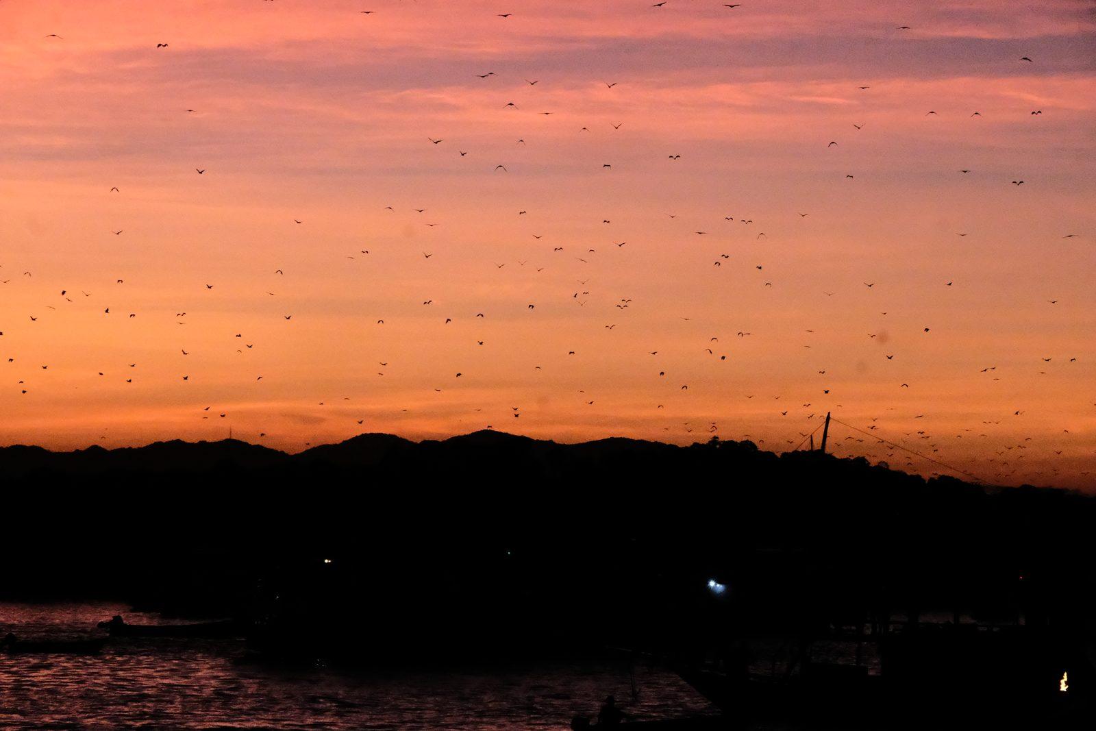 Vinca Deluxe Phinisi – Kalong Island sunset: the flying fox stream, watched from the deck