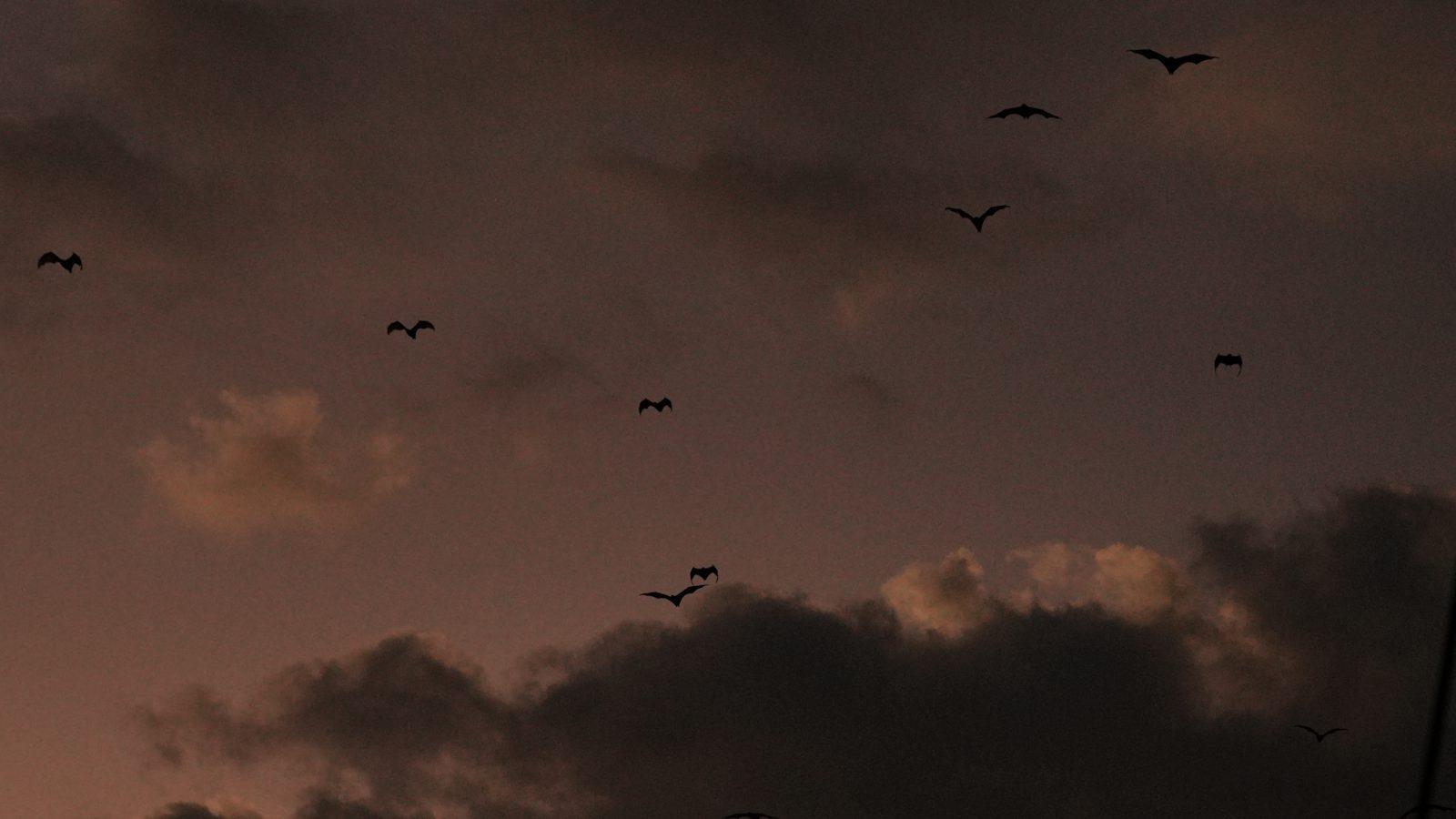 Kalong – Flock of bats in dusk sky (Real photo from a KEXI trip)