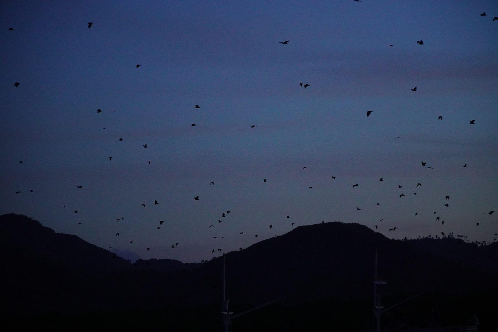 Kalong – bats flying over dark hills at dusk (Real photo from a KEXI trip)