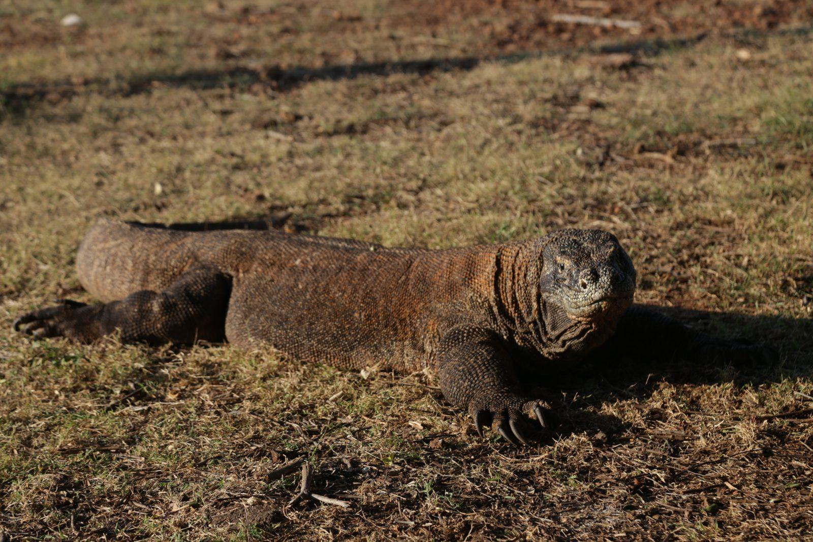 Komodo – komodo dragon resting in dry grass (Real photo from a KEXI trip)