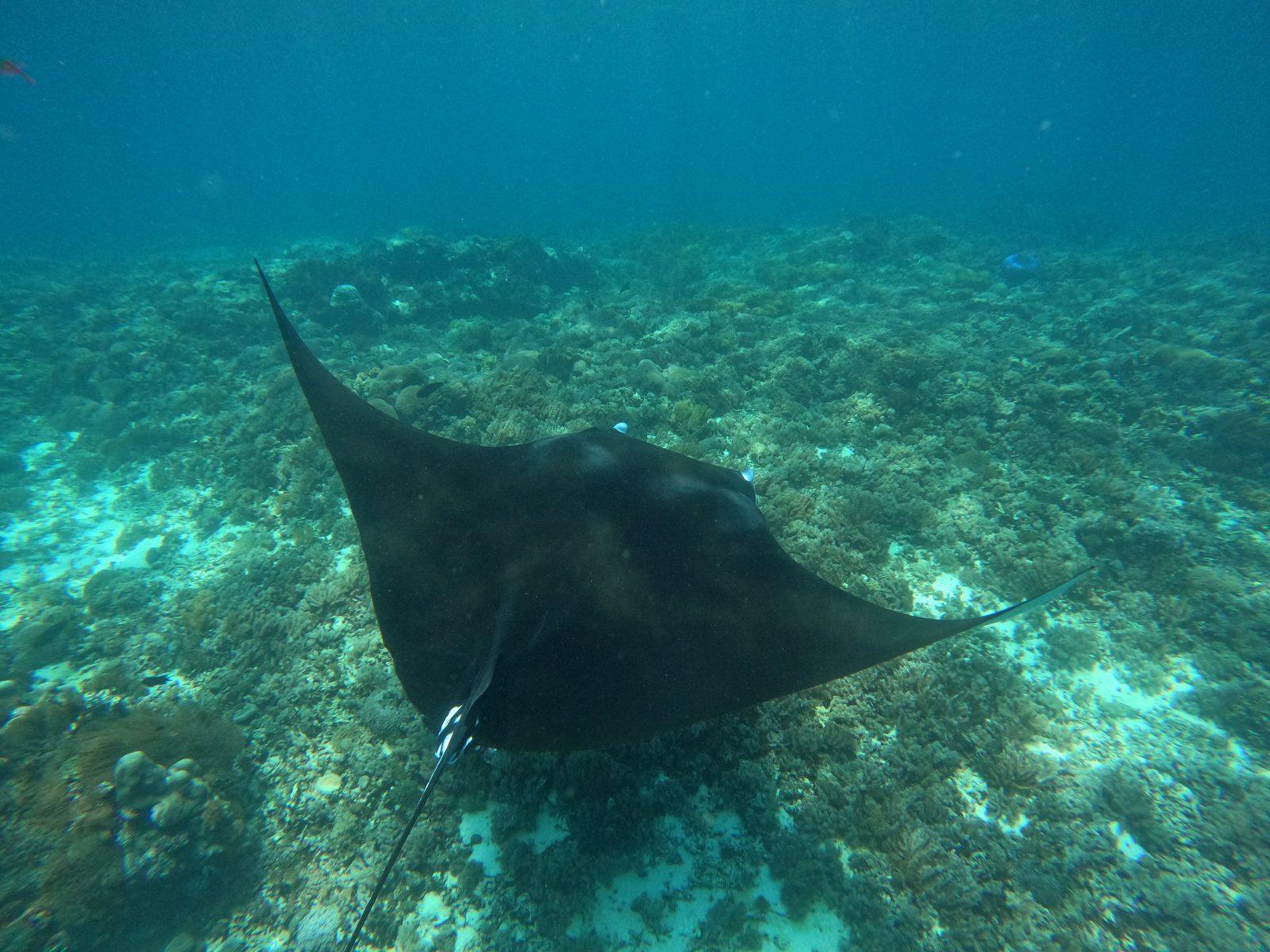 Vinca Deluxe Phinisi – Manta Point, Komodo: a current-drift snorkel, not a lagoon