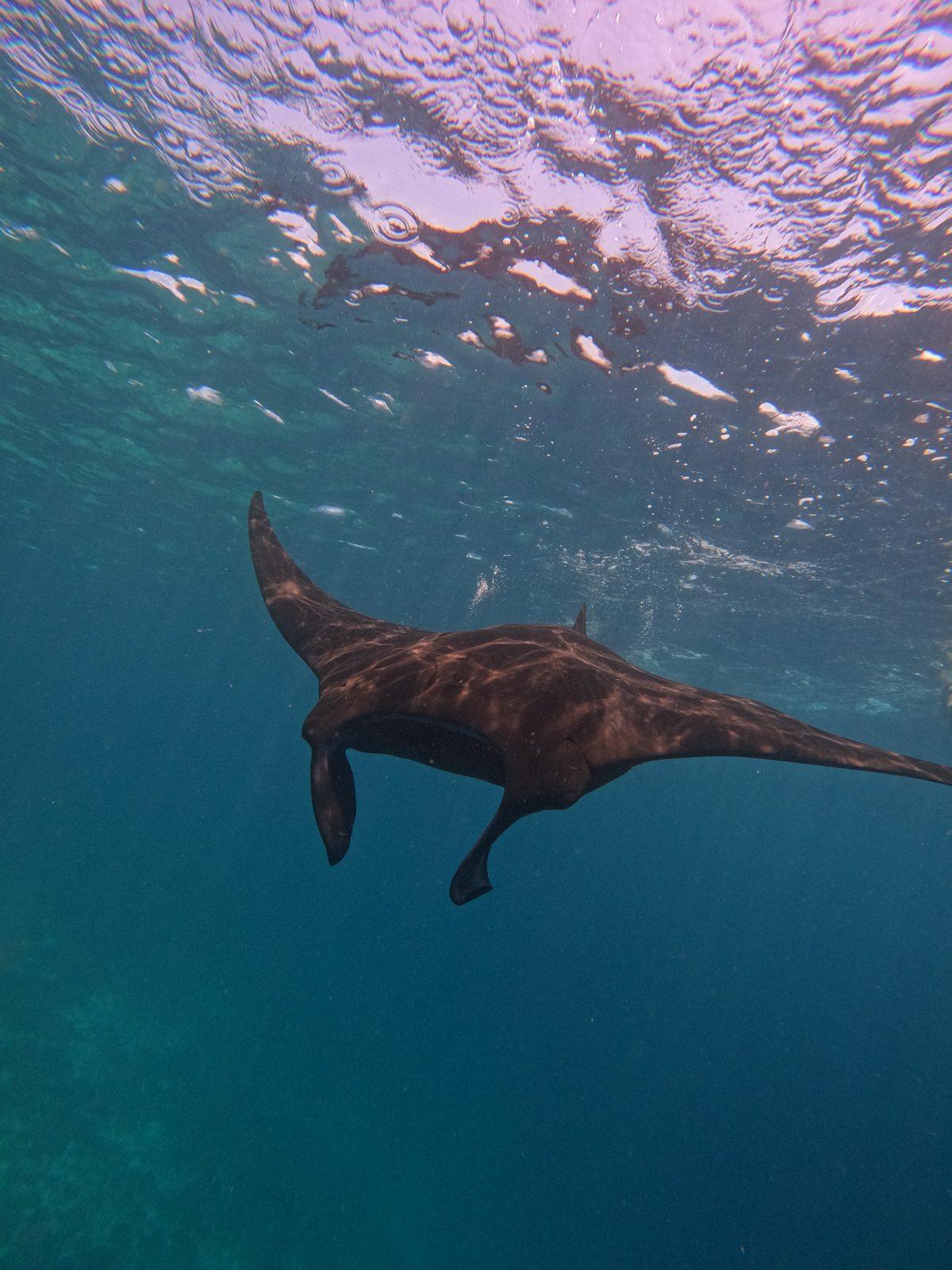 Manta Point – manta ray below swimmer at surface (Real photo from a KEXI trip)
