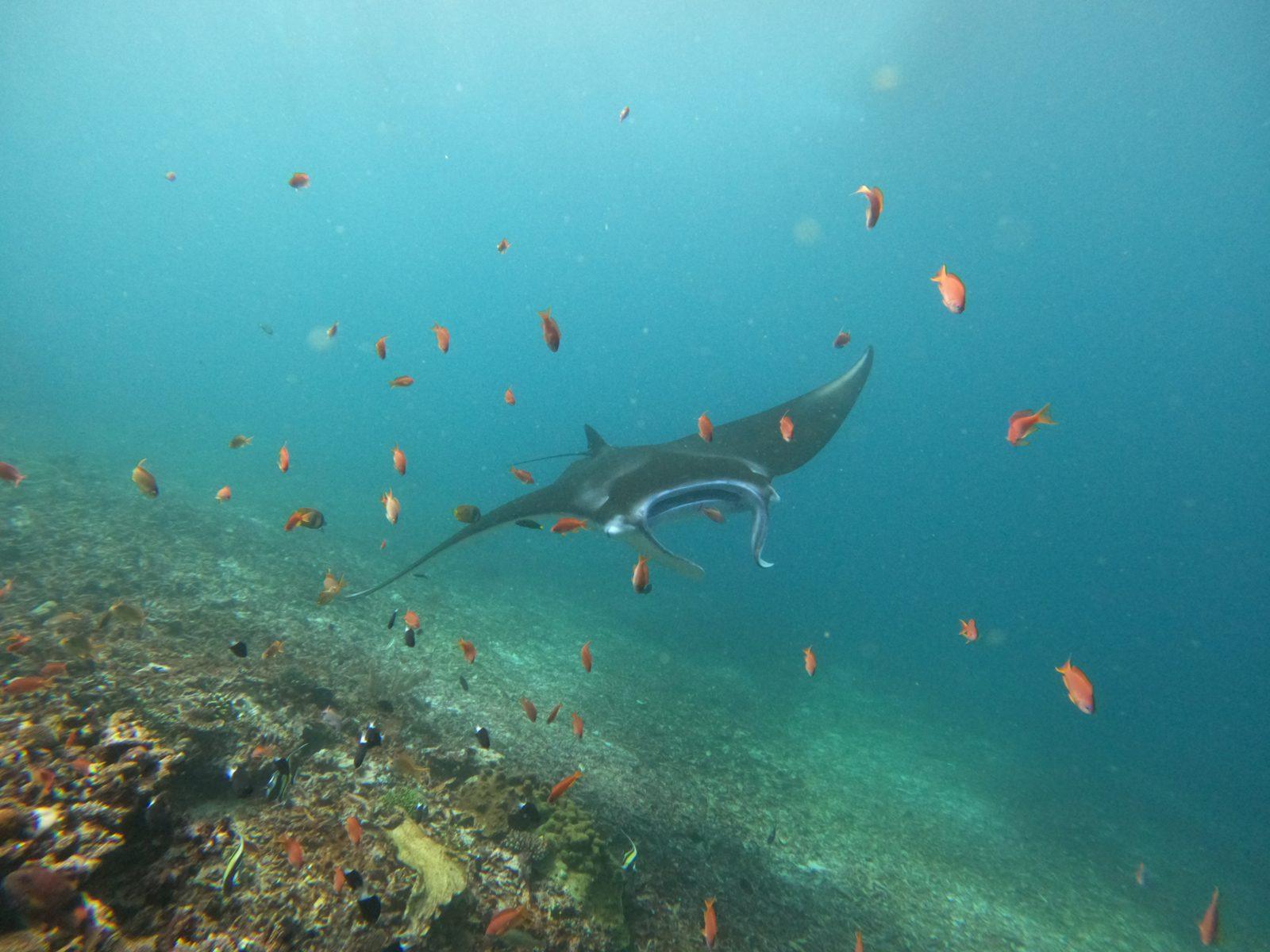 Manta Point – manta ray with fish over reef (Real photo from a KEXI trip)