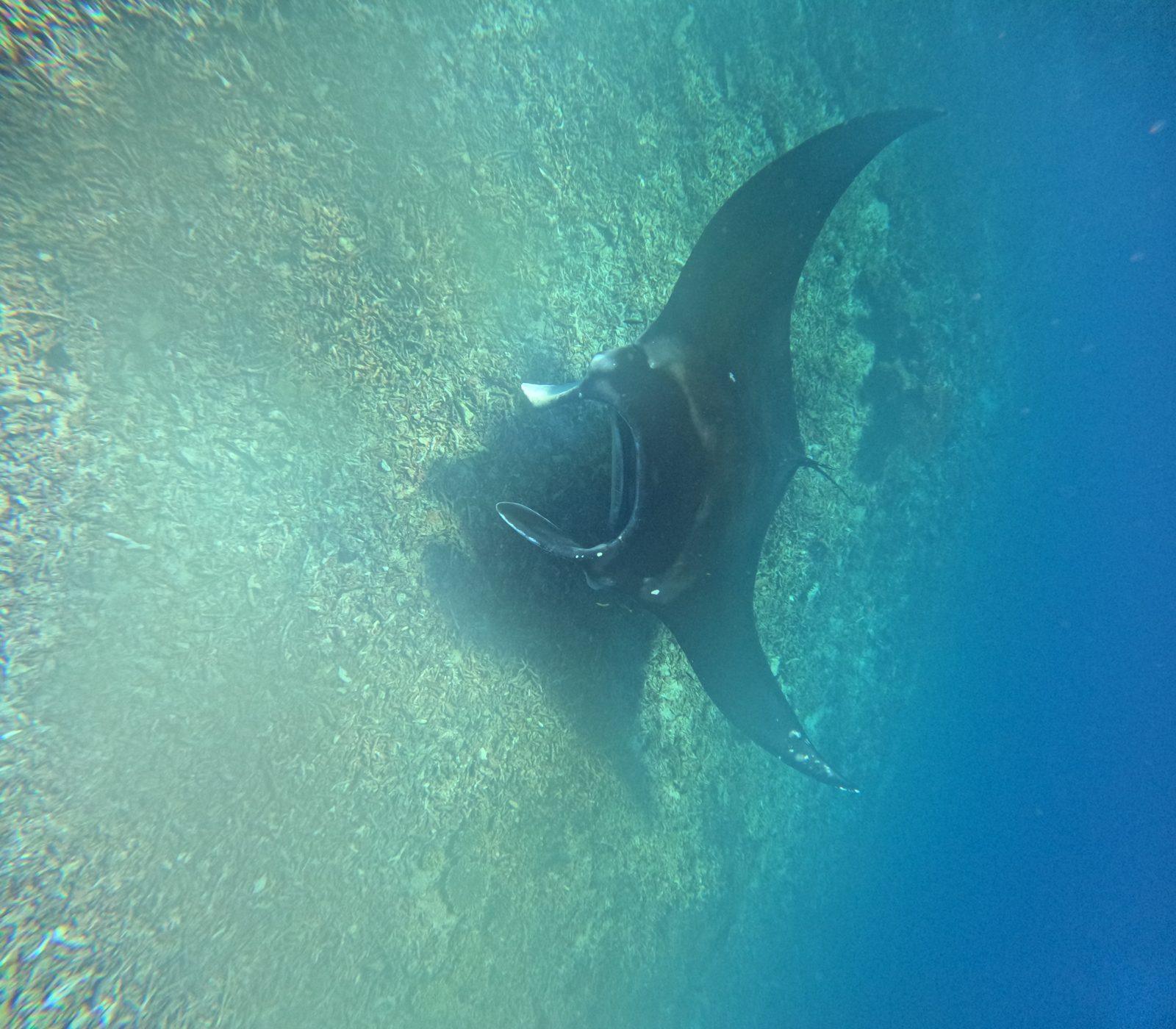 Manta Point – manta ray gliding over bright shallow water (Real photo from a KEXI trip)