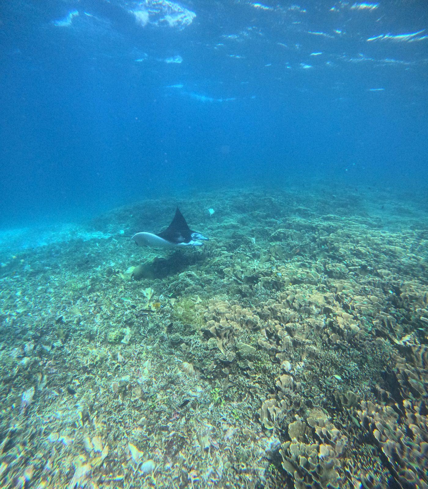 Manta Point – two manta rays gliding over reef (Real photo from a KEXI trip)