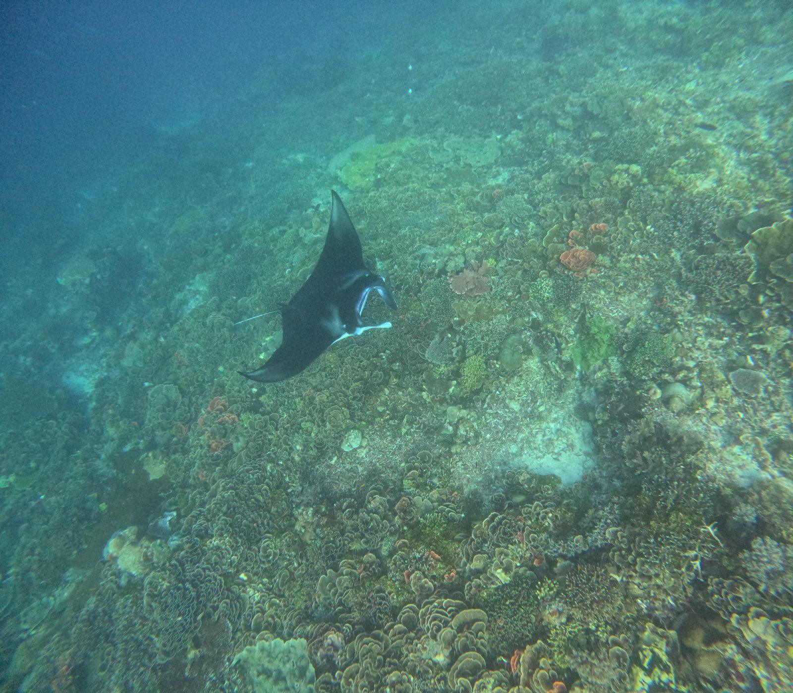 Manta Point – manta ray over dark reef (Real photo from a KEXI trip)
