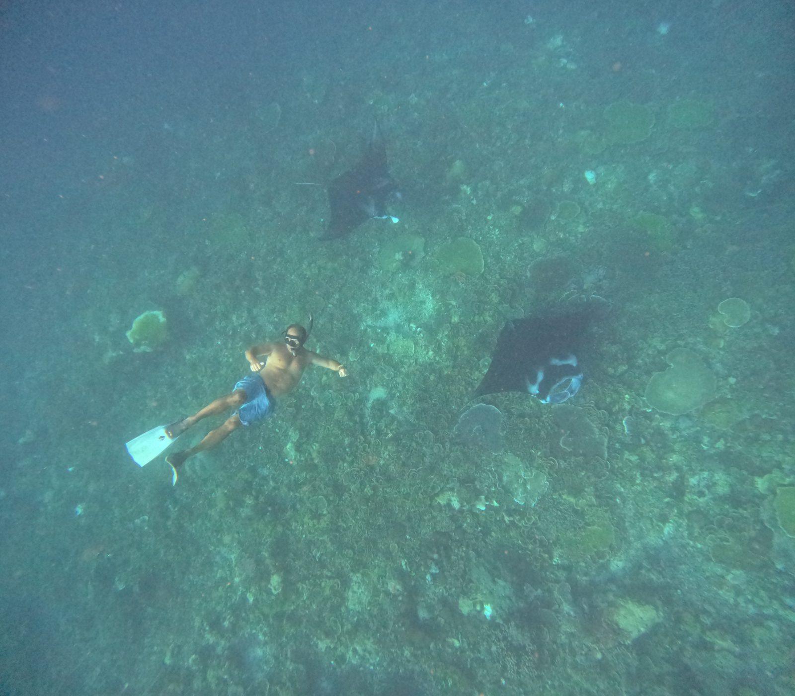 Manta Point – snorkeller with mantas over reef (Real photo from a KEXI trip)